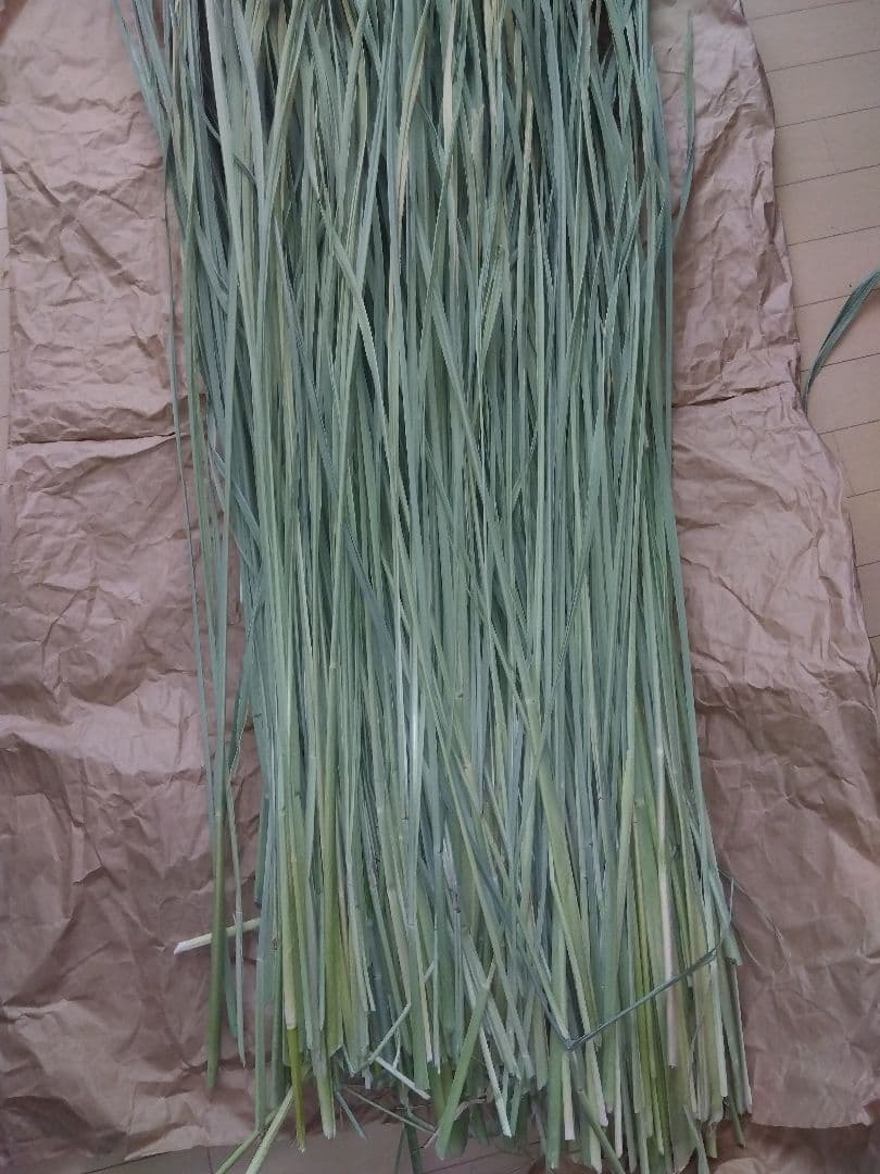 真菰葉乾燥長いまま1.3キロ