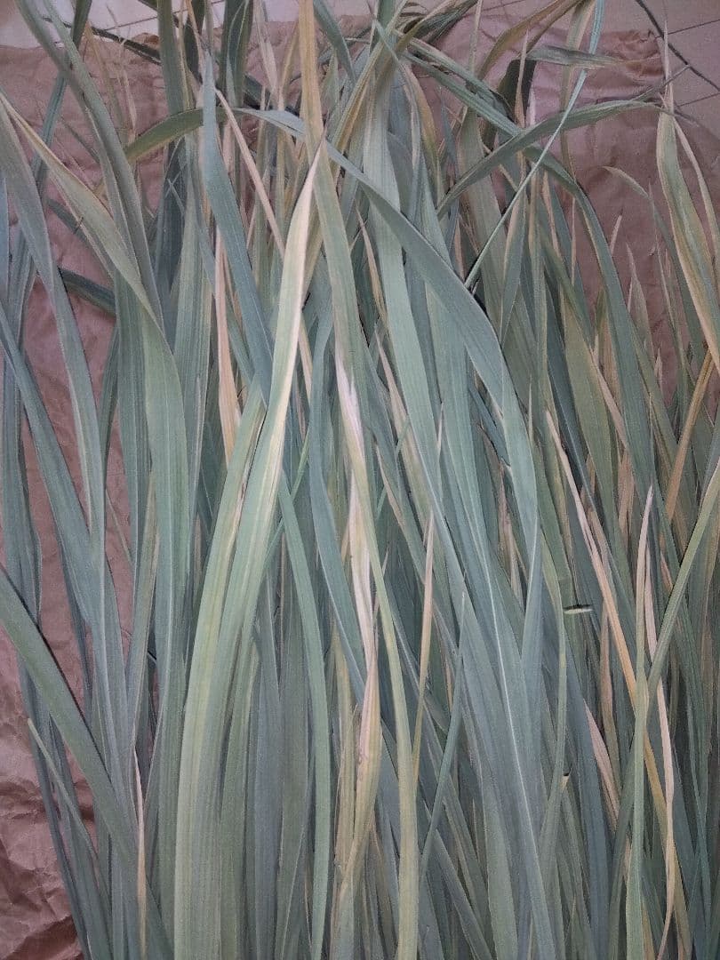 真菰葉乾燥長いまま1.3キロ