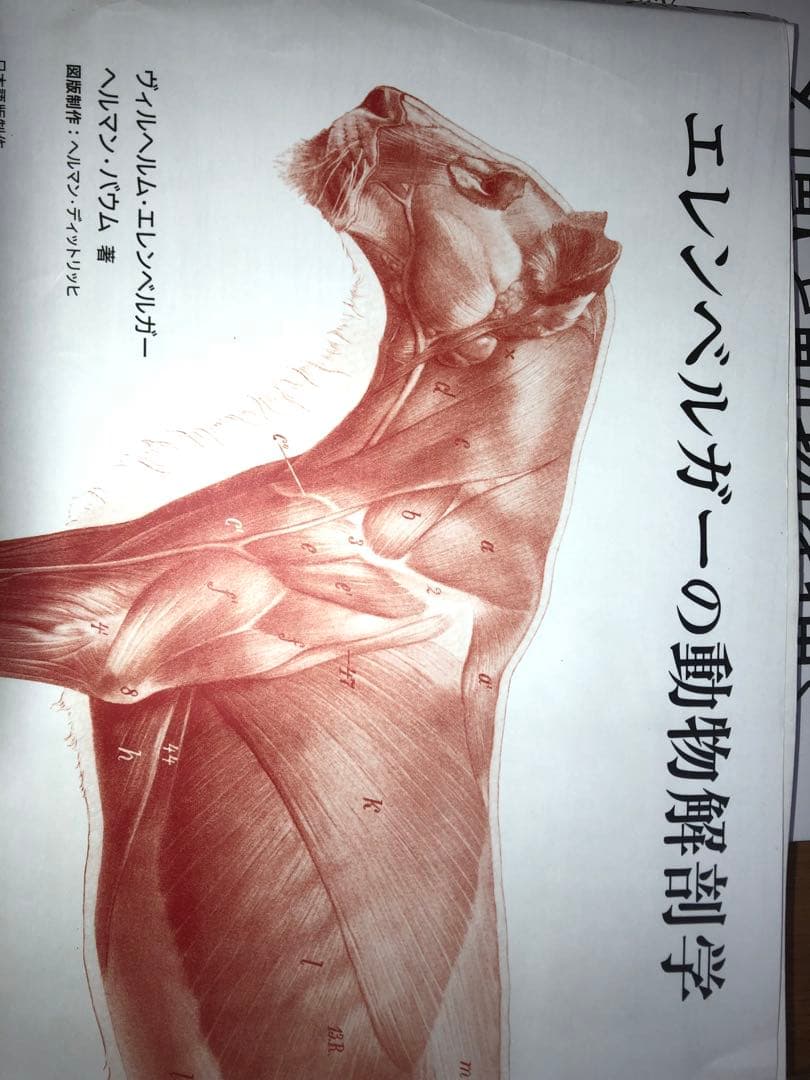 動物・幻獣デザイン、解剖学書5冊セット