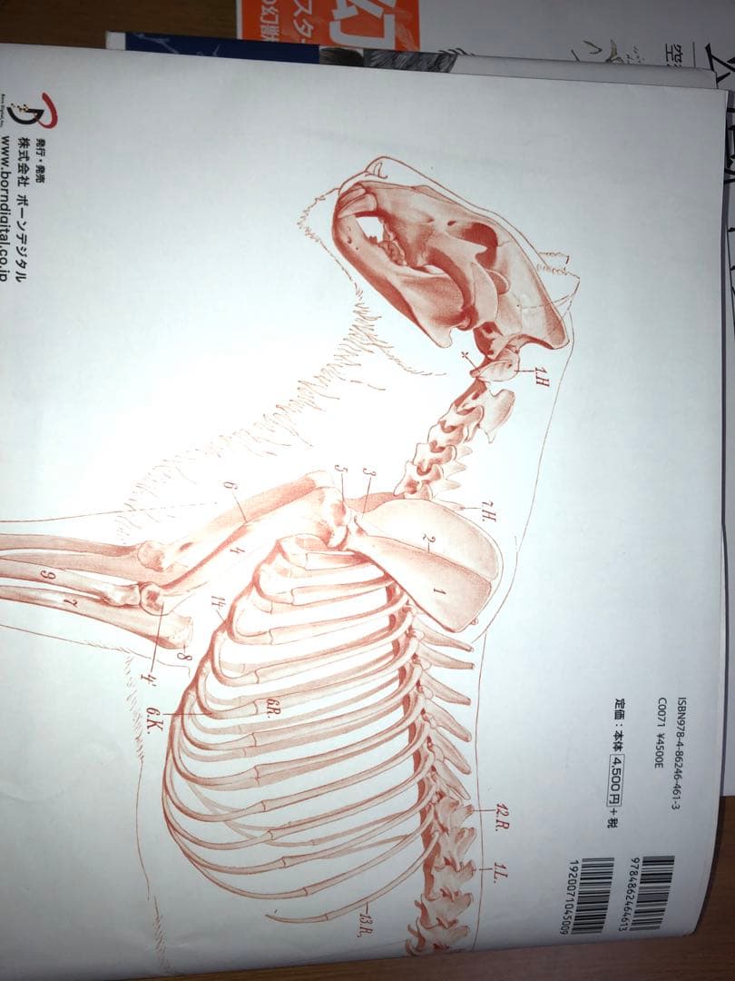 動物・幻獣デザイン、解剖学書5冊セット