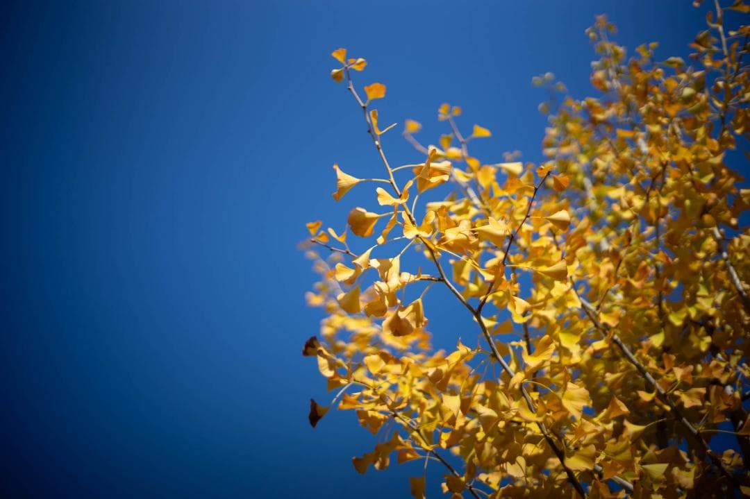 レンズ(単焦点) Voigtlander NOKTON Classic 40mm F1.4 SC