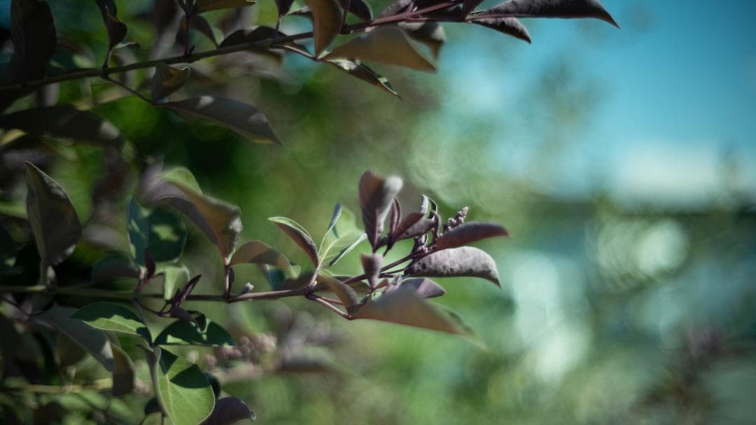 レンズ(単焦点) Voigtlander NOKTON Classic 40mm F1.4 SC