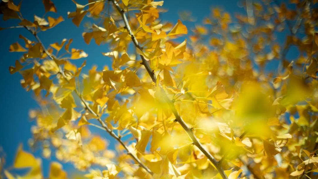 レンズ(単焦点) Voigtlander NOKTON Classic 40mm F1.4 SC