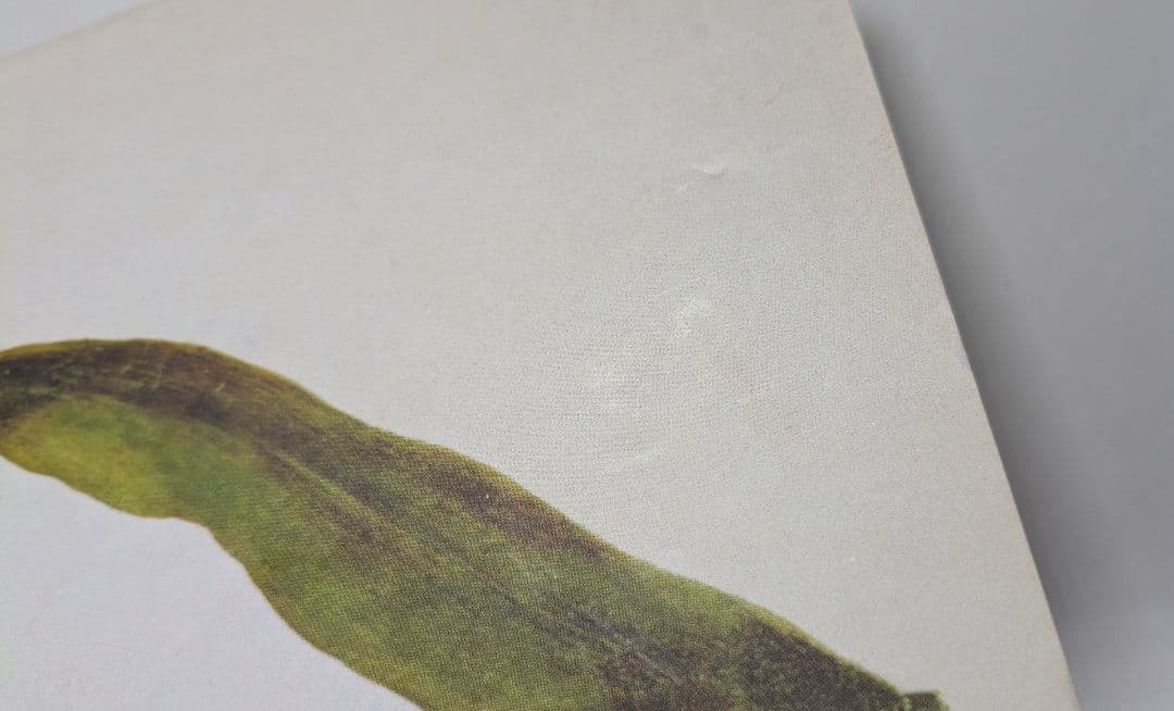 洋書　Die Tulpe. Eine Kulturgeschichte