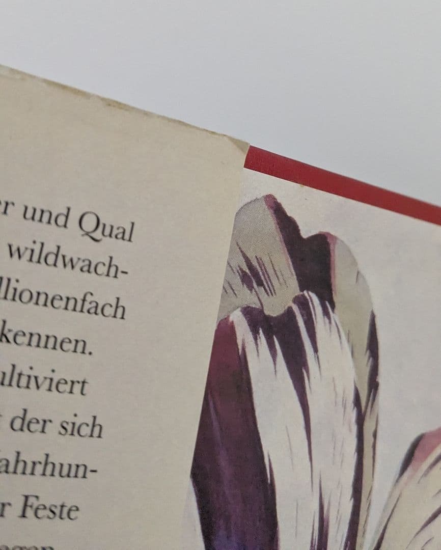 洋書　Die Tulpe. Eine Kulturgeschichte