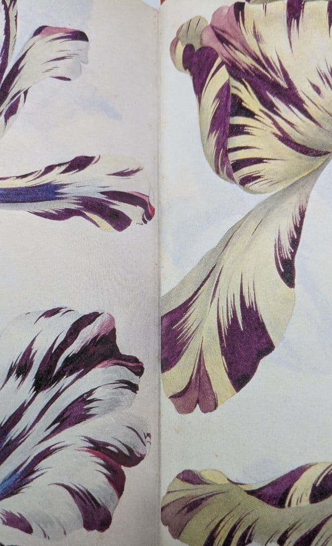 洋書　Die Tulpe. Eine Kulturgeschichte