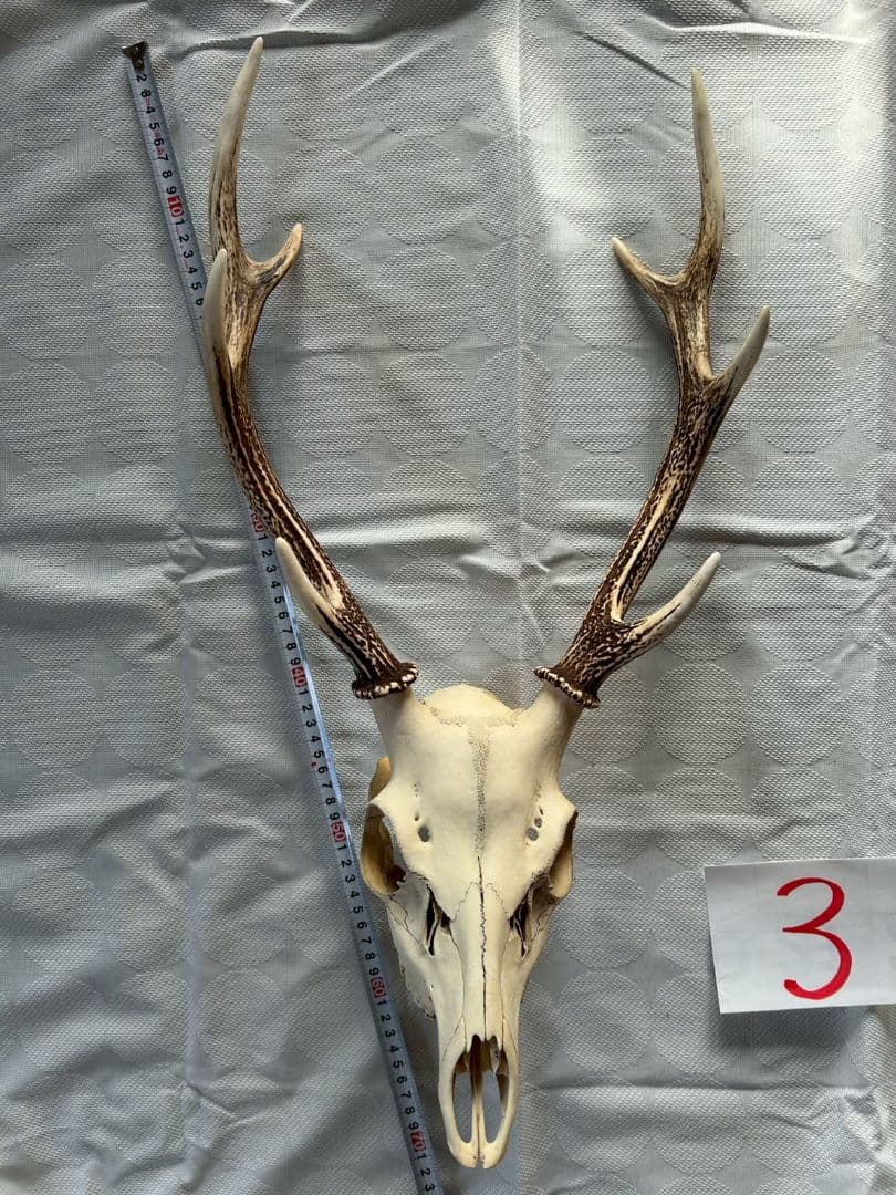 ③[1点もの] ハンティングトロフィー　鹿の角　頭蓋骨　日本鹿　スカル