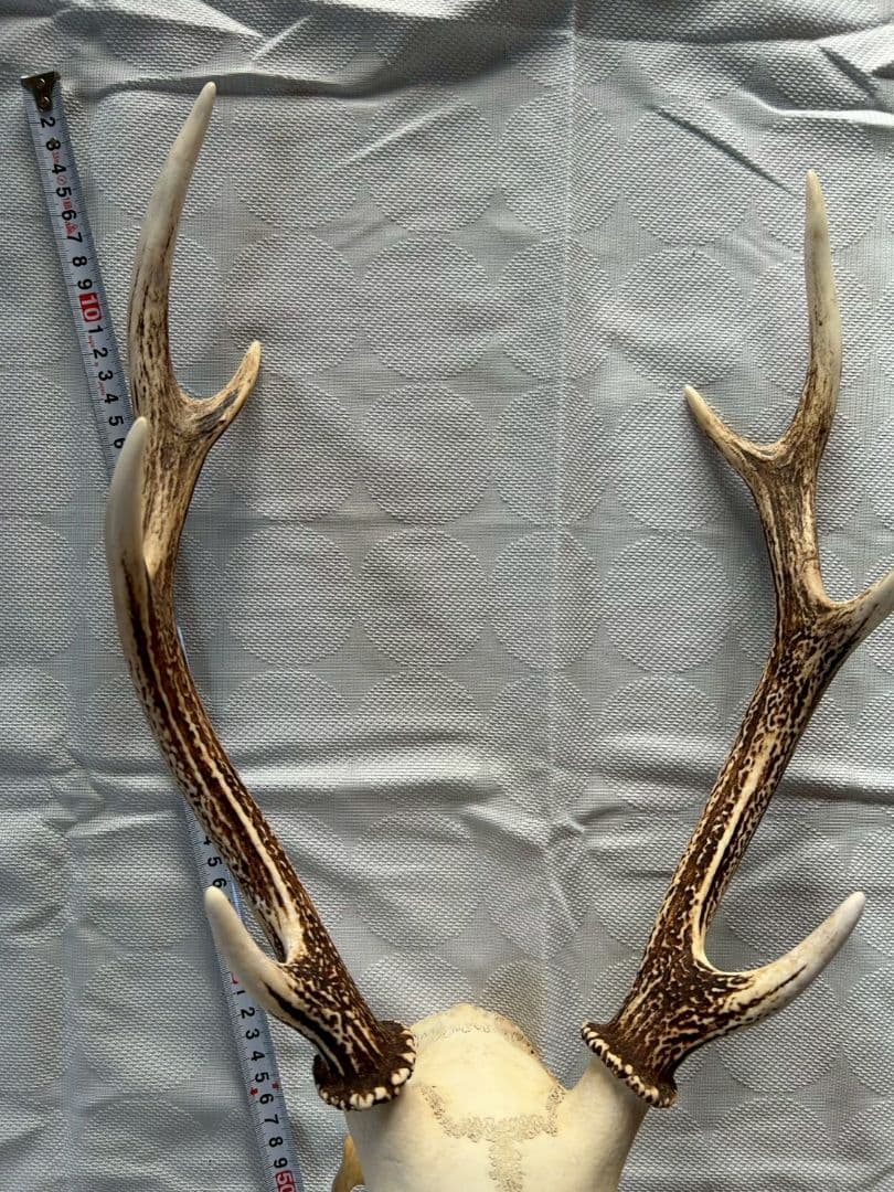③[1点もの] ハンティングトロフィー　鹿の角　頭蓋骨　日本鹿　スカル