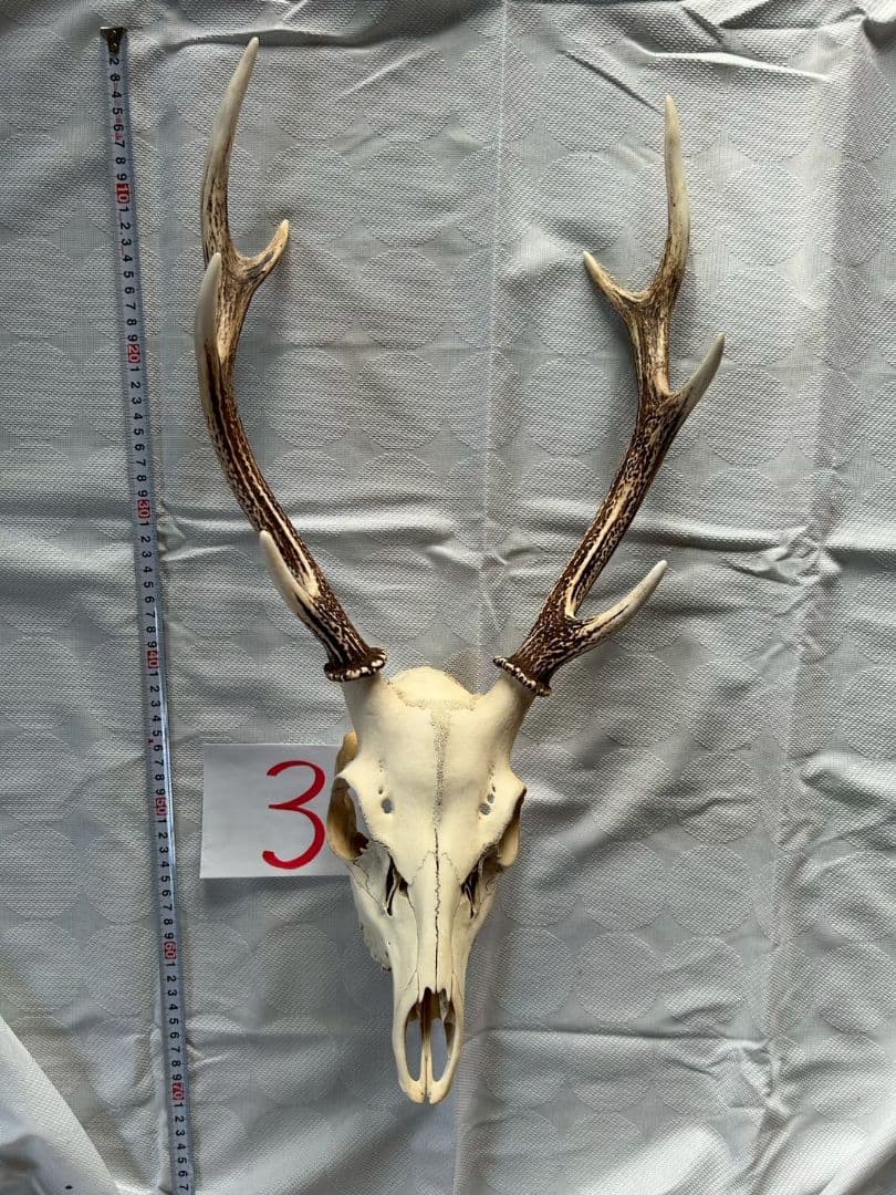 ③[1点もの] ハンティングトロフィー　鹿の角　頭蓋骨　日本鹿　スカル