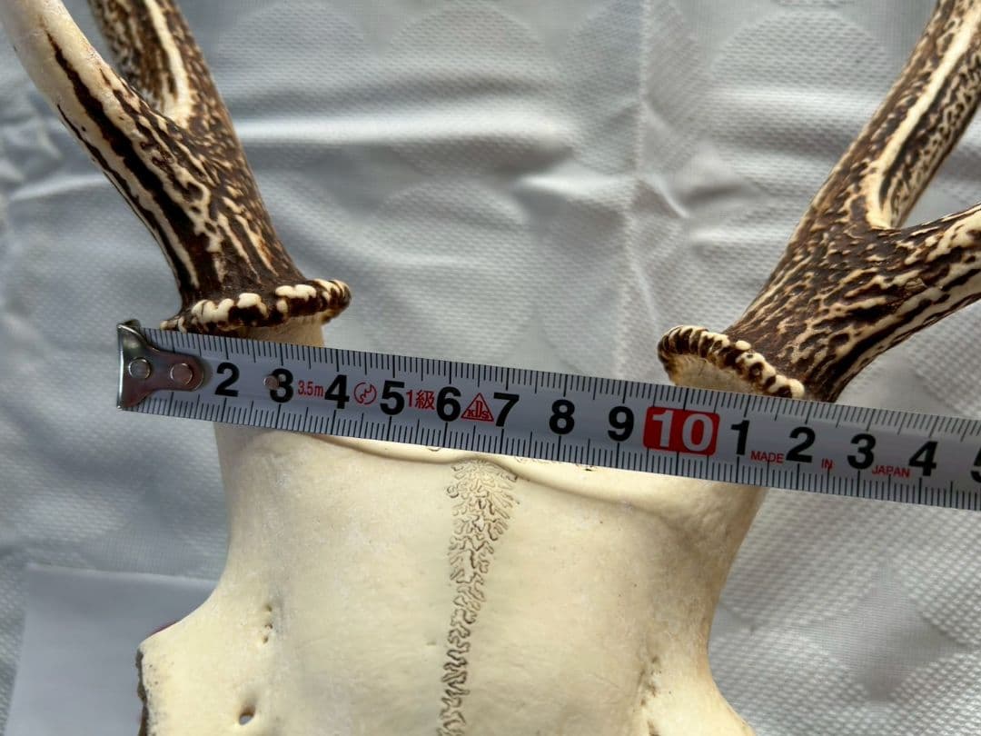 ③[1点もの] ハンティングトロフィー　鹿の角　頭蓋骨　日本鹿　スカル