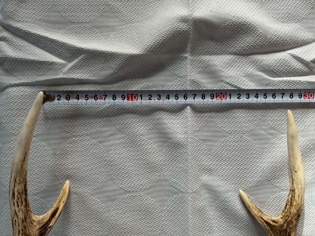 ③[1点もの] ハンティングトロフィー　鹿の角　頭蓋骨　日本鹿　スカル