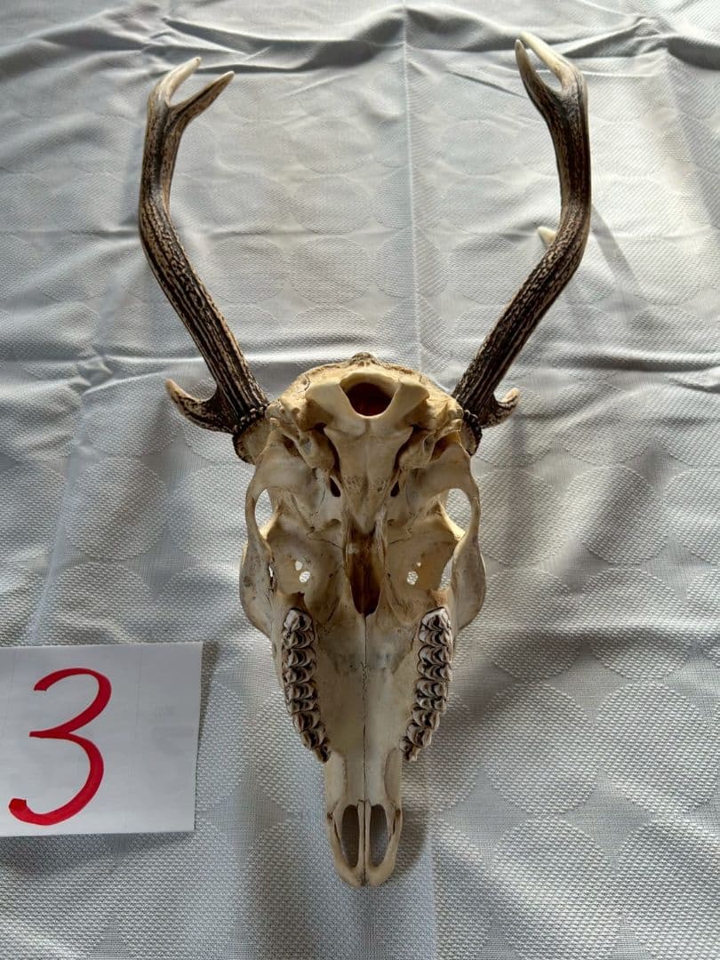 ③[1点もの] ハンティングトロフィー　鹿の角　頭蓋骨　日本鹿　スカル