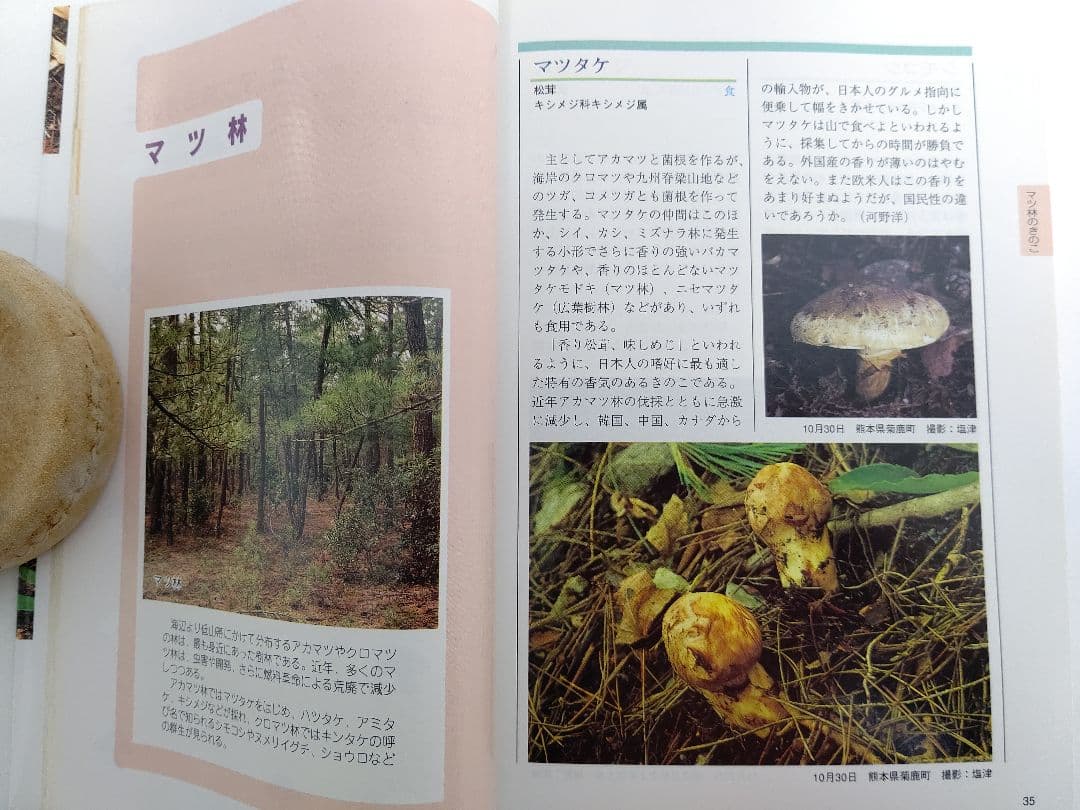『熊本のきのこ』きのこ図鑑 稀覯本