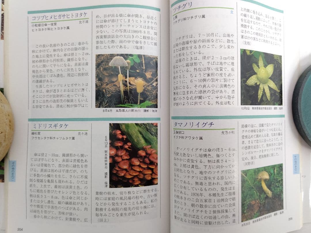 『熊本のきのこ』きのこ図鑑 稀覯本