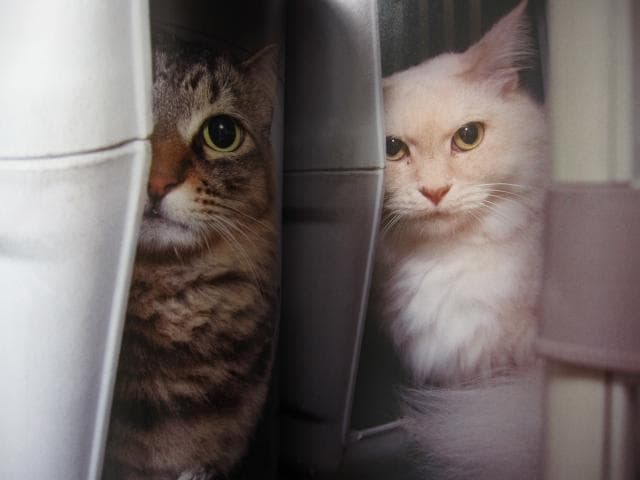 PHOTO ZOO BOOK KOHNOSUKE SAKAZAKI　坂崎幸之助