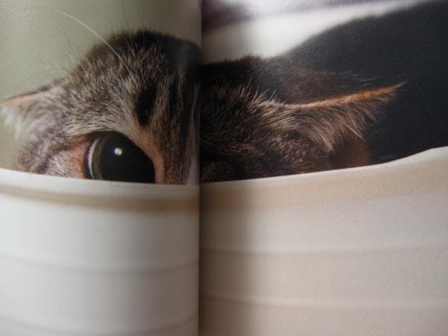 PHOTO ZOO BOOK KOHNOSUKE SAKAZAKI　坂崎幸之助