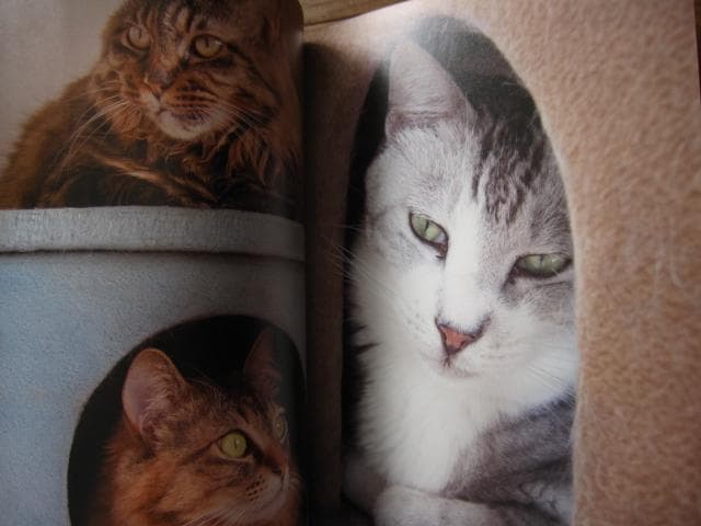 PHOTO ZOO BOOK KOHNOSUKE SAKAZAKI　坂崎幸之助