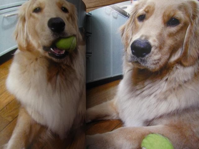 PHOTO ZOO BOOK KOHNOSUKE SAKAZAKI　坂崎幸之助