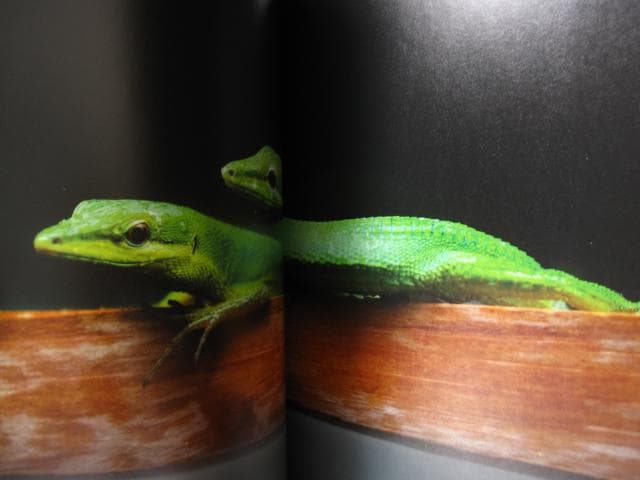 PHOTO ZOO BOOK KOHNOSUKE SAKAZAKI　坂崎幸之助