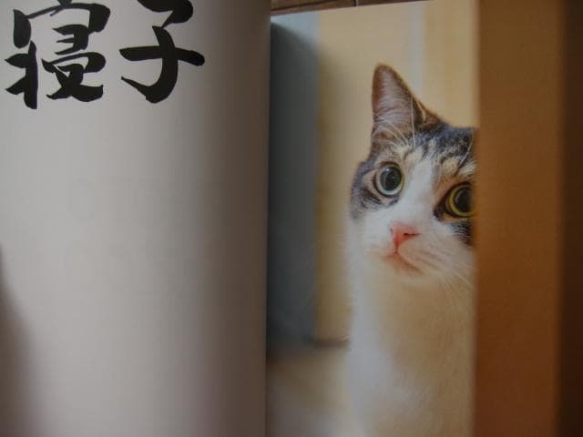 PHOTO ZOO BOOK KOHNOSUKE SAKAZAKI　坂崎幸之助