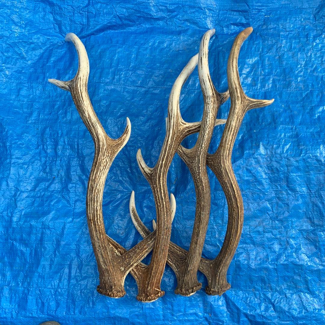 No.2056『鹿角4本セット』鹿の角　エゾ鹿　鹿角　蝦夷鹿