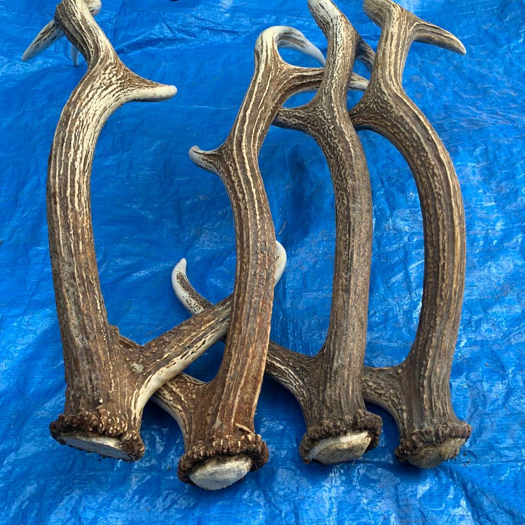 No.2056『鹿角4本セット』鹿の角　エゾ鹿　鹿角　蝦夷鹿