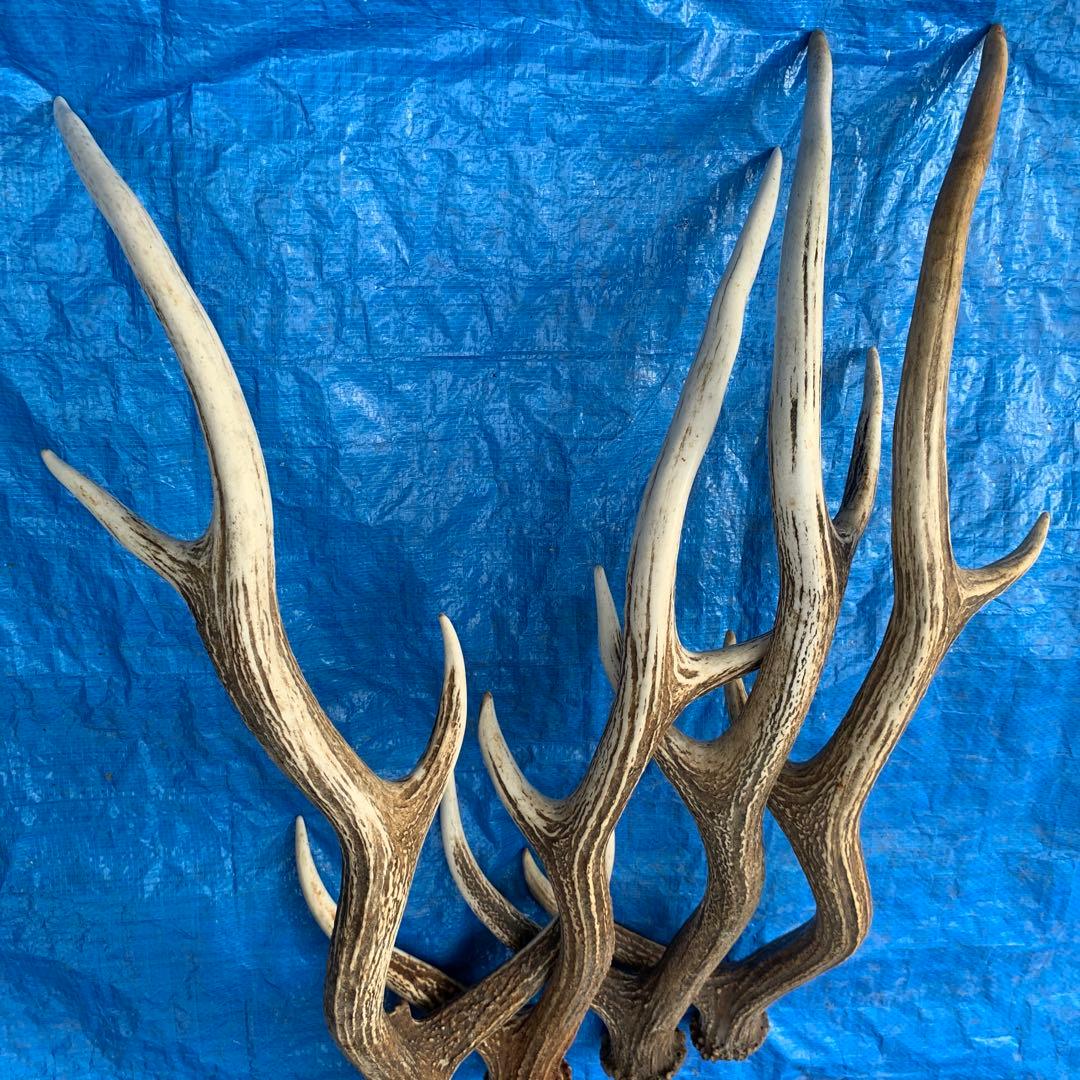 No.2056『鹿角4本セット』鹿の角　エゾ鹿　鹿角　蝦夷鹿