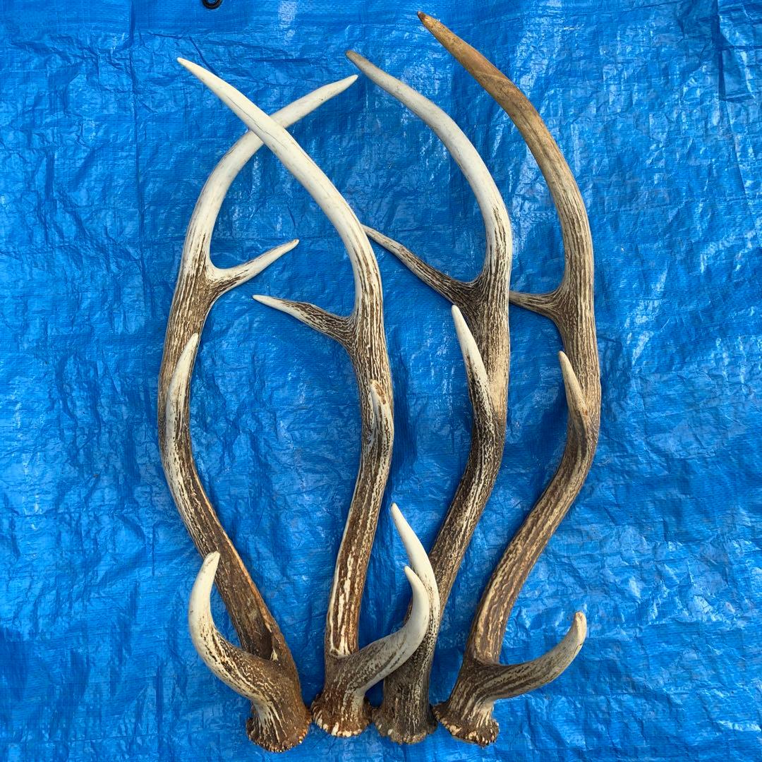 No.2056『鹿角4本セット』鹿の角　エゾ鹿　鹿角　蝦夷鹿