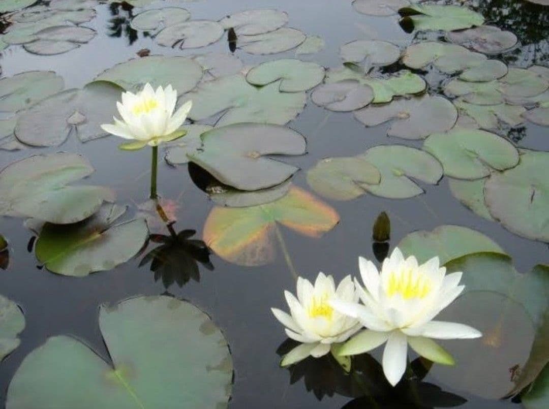 ◆翠れんページ。