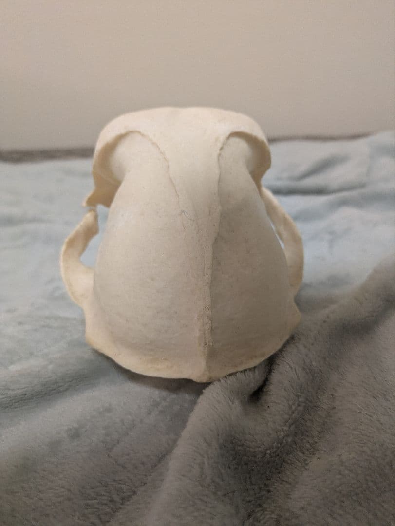 スナ刈 チャクマヒヒ 頭骨 剥製 骨格標本