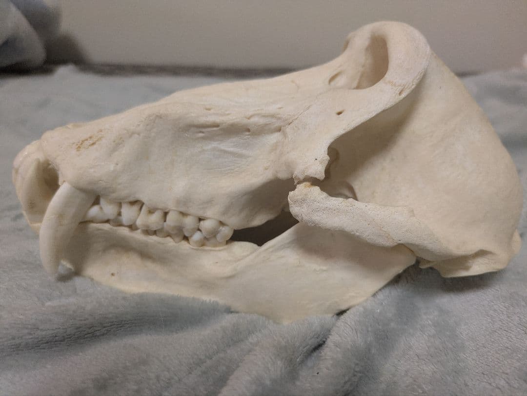 スナ刈 チャクマヒヒ 頭骨 剥製 骨格標本