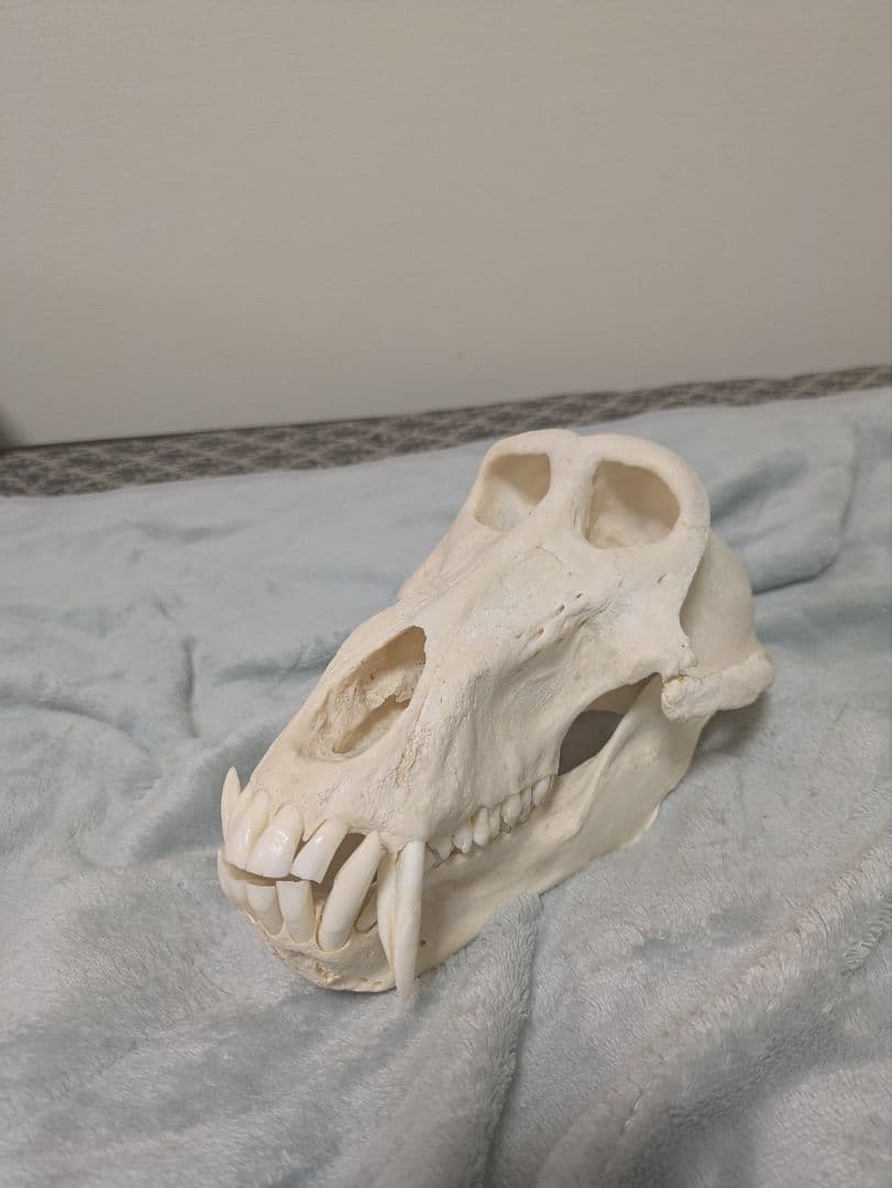 スナ刈 チャクマヒヒ 頭骨 剥製 骨格標本