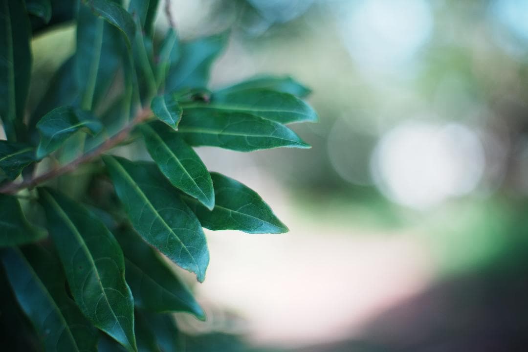 整＆テ済 Carl Zeiss Planar 50mm F1.4 AEJ 783