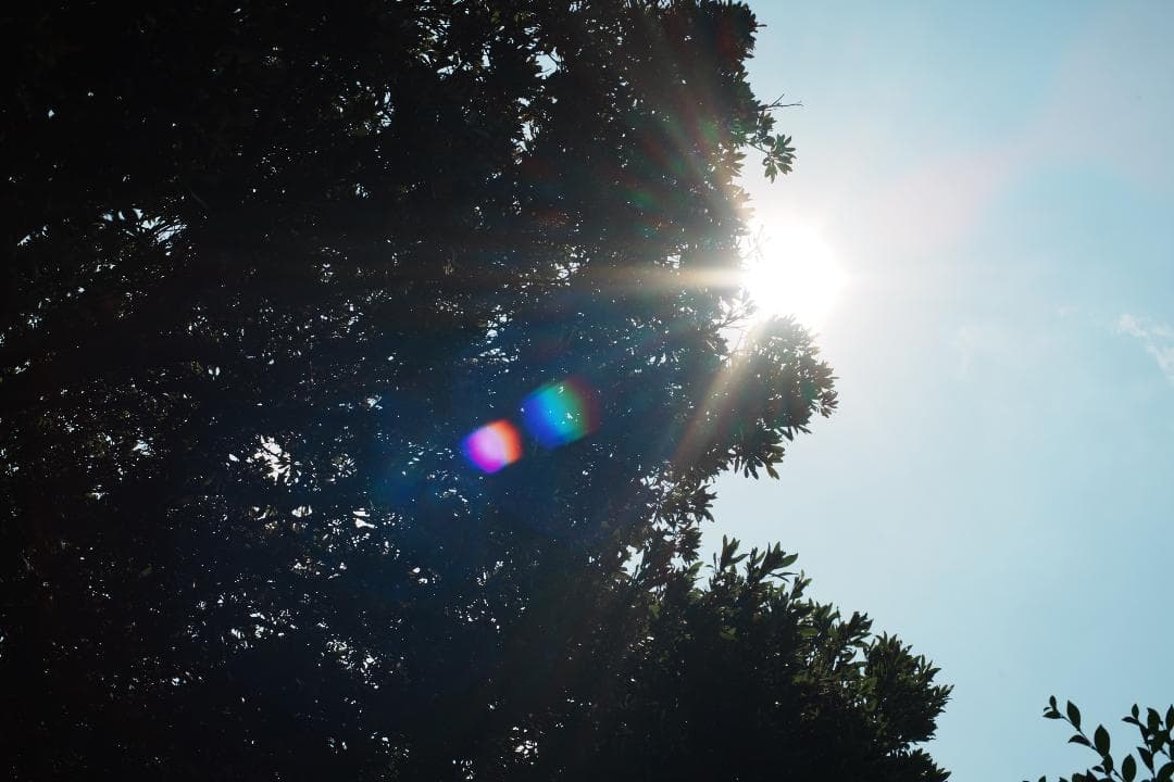 整＆テ済 Carl Zeiss Planar 50mm F1.4 AEJ 783