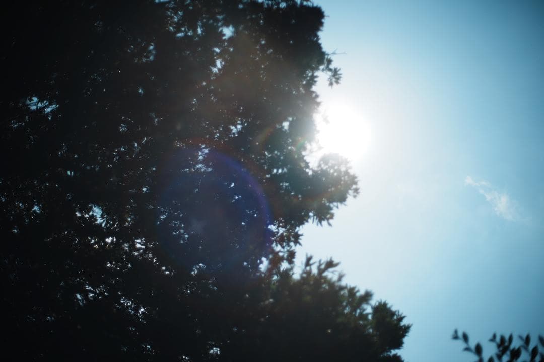 整＆テ済 Carl Zeiss Planar 50mm F1.4 AEJ 783