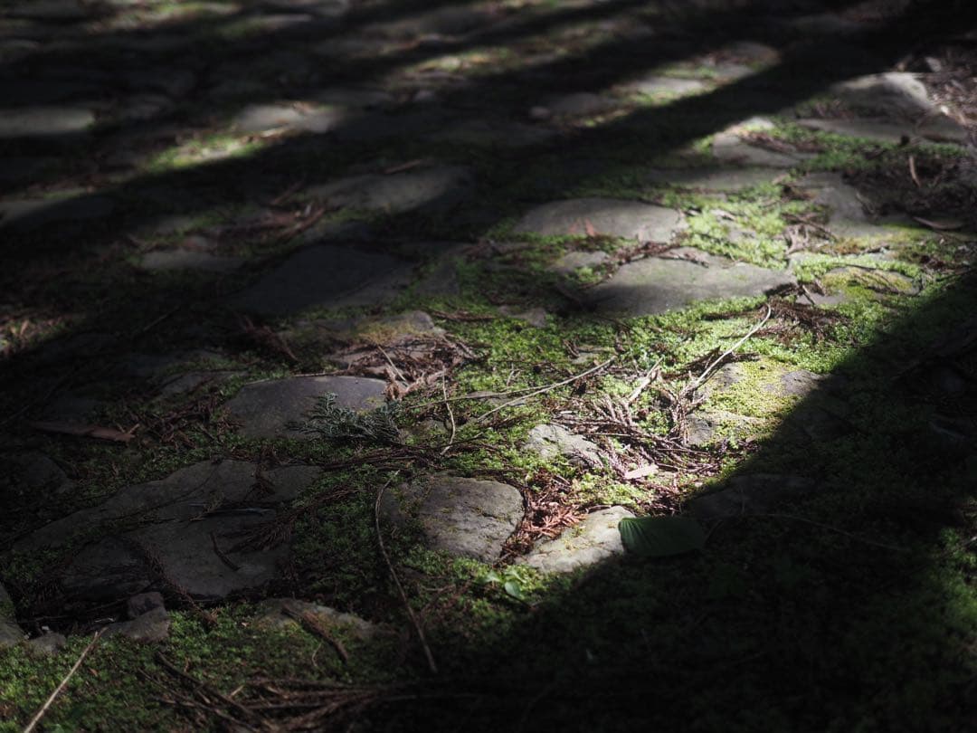 レンズ(単焦点) OLYMPUS M.ZUIKO DIGITAL 25mm F1.8