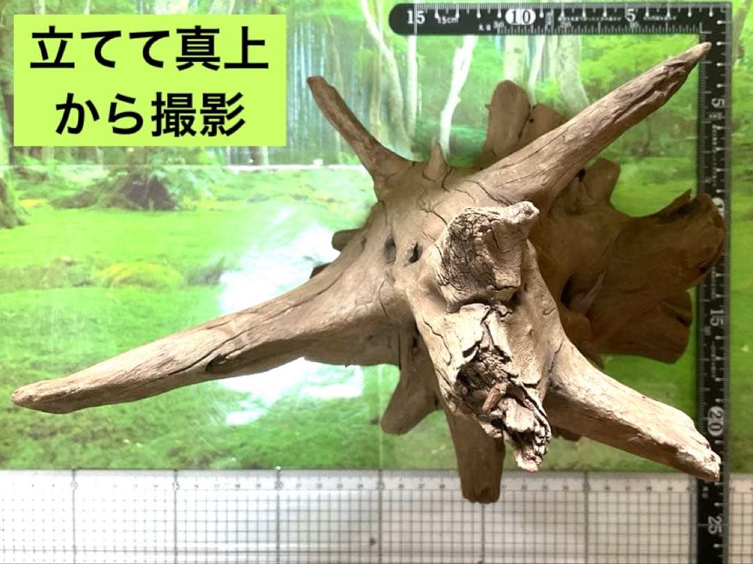 龍スケールです。イケメン朽ち木状ホーンウッド、他2点