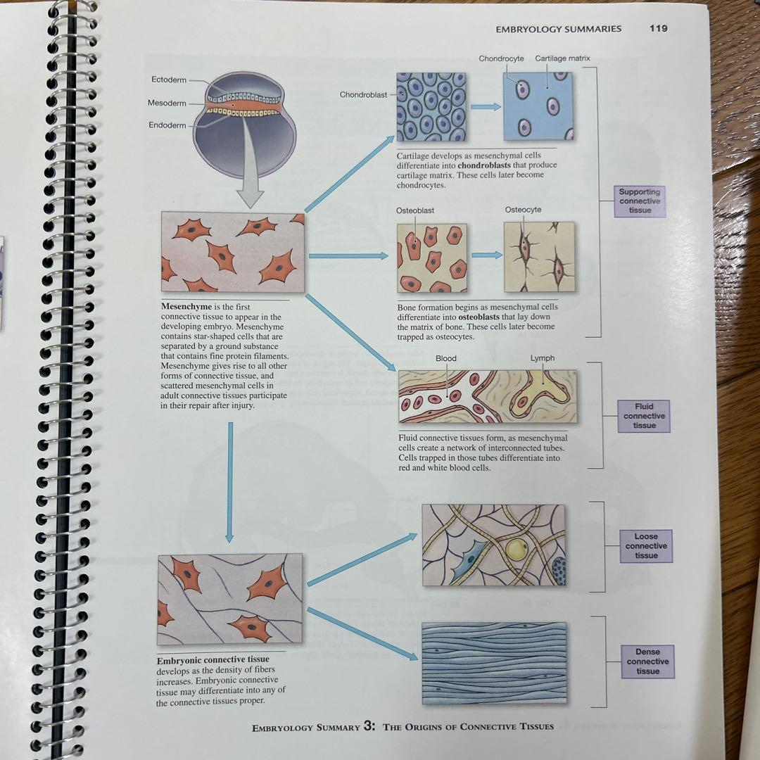 視覚解剖学と生理学、グローバルエディション+マルティーニの人体地図