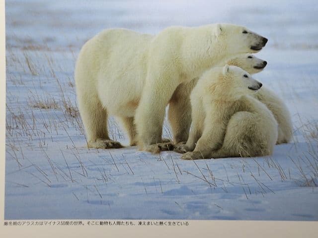 写真集「星野道夫の仕事」 全4巻セット、美品