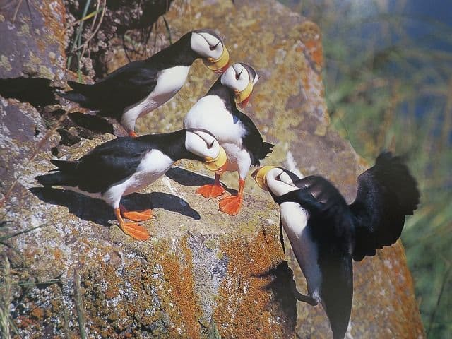 写真集「星野道夫の仕事」 全4巻セット、美品