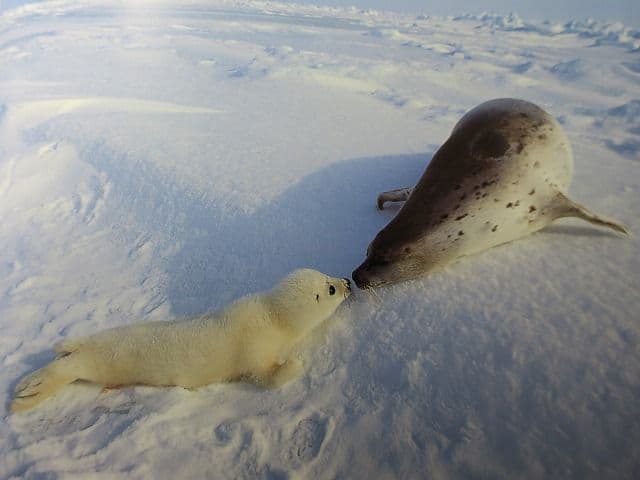 写真集「星野道夫の仕事」 全4巻セット、美品