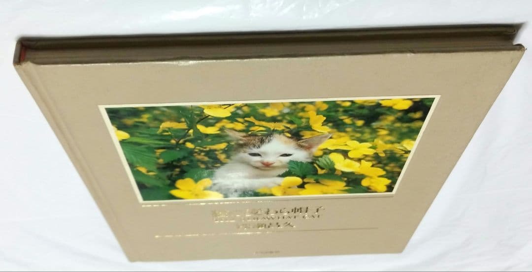 深瀬昌久　猫の麦わら帽子 THE STRAW HAT CAT