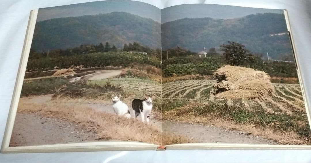深瀬昌久　猫の麦わら帽子 THE STRAW HAT CAT