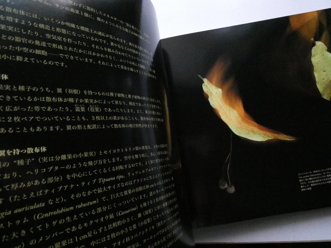 【中古】世界で一番美しい種子図鑑 : キュー王立植物園公認 ロブ・ケスラー