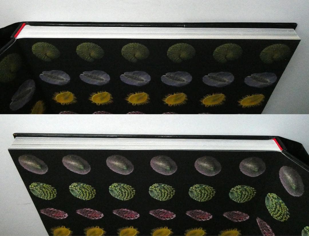 【中古】世界で一番美しい種子図鑑 : キュー王立植物園公認 ロブ・ケスラー