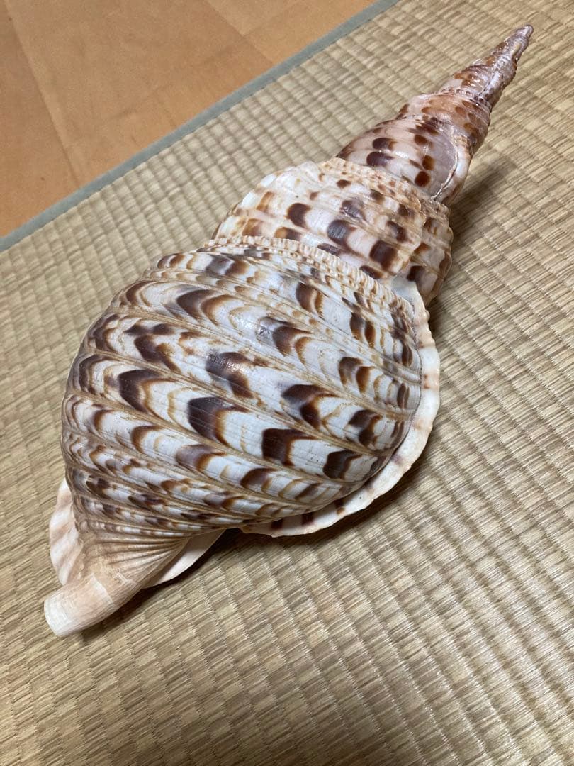 法螺貝　ほら貝　ホラ貝