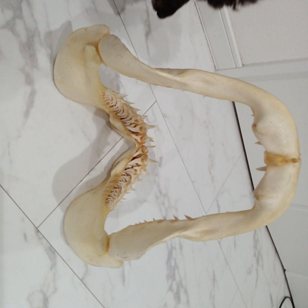 サメのあご骨 インテリア装飾