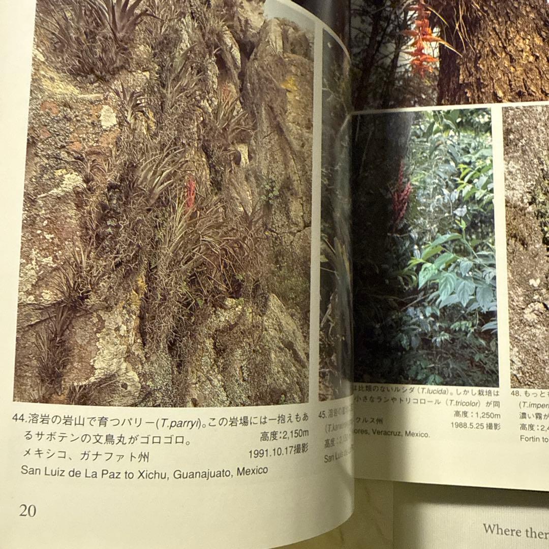 ティランジアハンドブック 改訂版 清水秀男 滝沢弘之 カバー付 【美品】