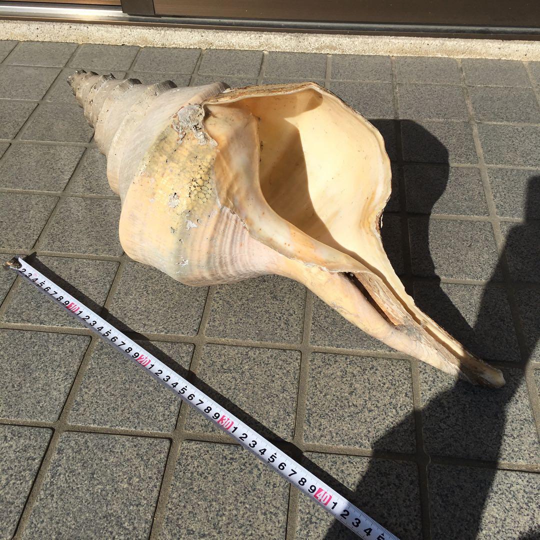 アラフラオオニシ貝　長さ約48cm 　大型　法螺貝　オブジェ 置物 貝