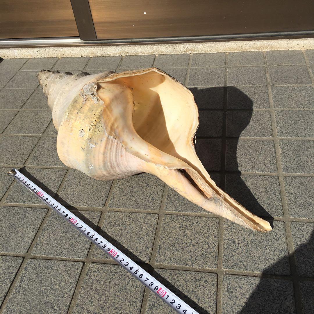 アラフラオオニシ貝　長さ約48cm 　大型　法螺貝　オブジェ 置物 貝